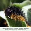 melitaea arduinna larva l7 akhaltsikhe 2